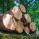 Będą zmiany w sprzedaży drewna
