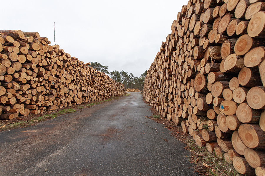Duże problemy na rosyjskim rynku drewna