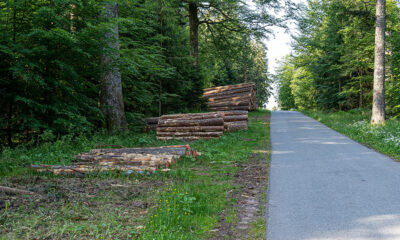 Generalna Dyrekcja Lasów Państwowych stawia na mniej przejrzysty system certyfikacji