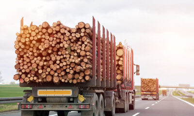 Rynek produktów drzewnych