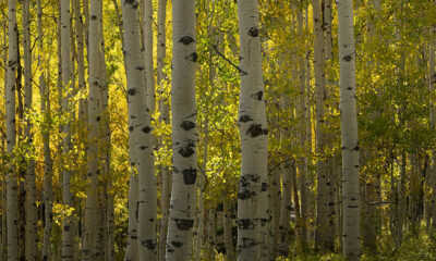 Konsorcjum Woodstock z zadowoleniem przyjmuje wyroki Sądu UE