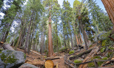 Powrót certyfikacji FSC w Regionalnej Dyrekcji Lasów Państwowych w Poznaniu