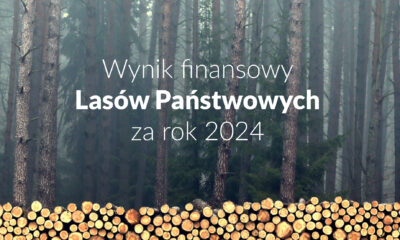 Ponad 764 mln zł wyniku finansowego netto – Lasy Państwowe podsumowują rok 2024