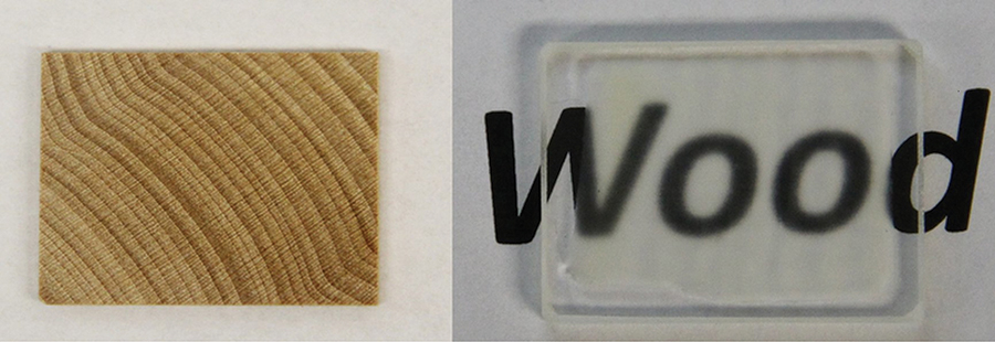 Obraz mikroskopowy drewna