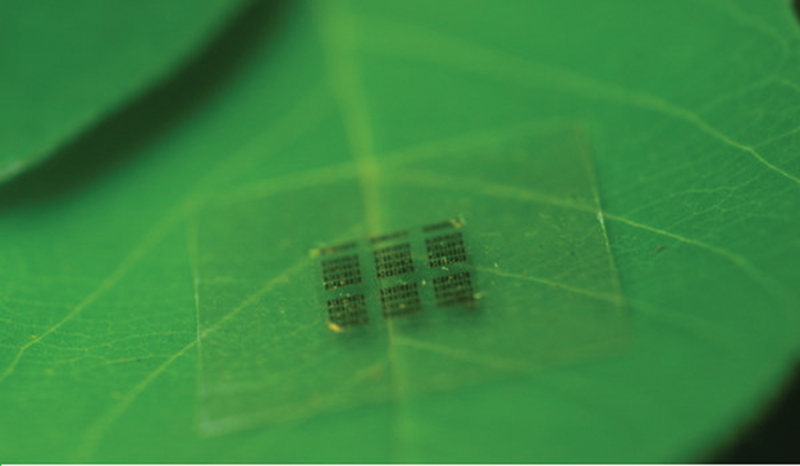 Elektronka biodegradowalna.