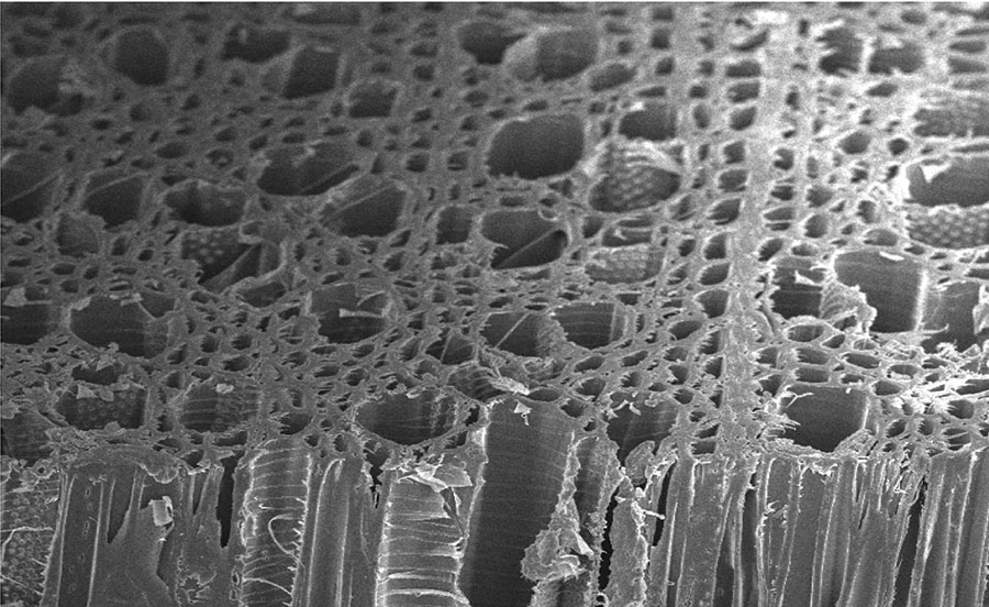 Obraz mikroskopowy drewna po ekstrachowaniu ligniny