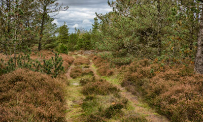Premier powołał Radę ds. Rozwoju Przemysłu Drzewnego i Meblarskiego